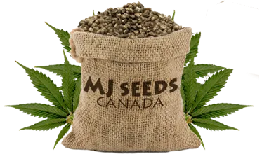 MJ Seeds Canada logo
